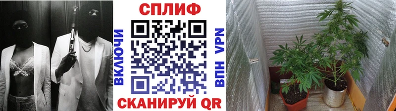 Шишки марихуана планчик  OMG ССЫЛКА  Тюмень  сайты даркнета состав  продажа наркотиков 